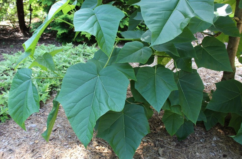 Le Paulownia ou arbre impérial