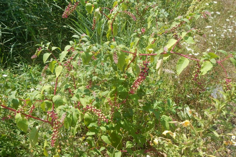 Le raisin d’amérique, phytolaque ou teinturier